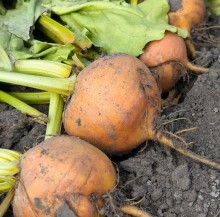 Свекла Болдор - ООО «Семена Тут»