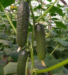 img-1: Огурец Бриз F1 - ООО «Семена Тут»