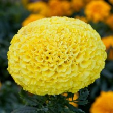 Бархатцы прямостоячие Чирлидер Еллоу [1000 шт] - ООО «Семена Тут»