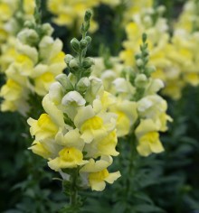 Львиный зев Опус 3 Еллоу [1000 шт] - ООО «Семена Тут»