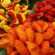 img-1: Кальцеолярия Дэинти микс [1000 драже] - ООО «Семена Тут»