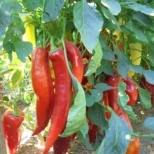 Перец острый Канарио Реал F1* - ООО «Семена Тут»