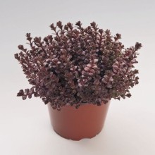 img-1: Седум ложный Вуду [1000 шт] - ООО «Семена Тут»