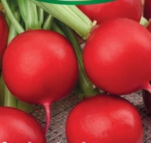 Редис Чародей - ООО «Семена Тут»