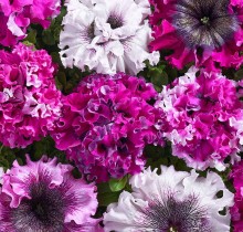 img-1: Петуния превосходнейшая Черныго Триумф [1000 драже] - ООО «Семена Тут»