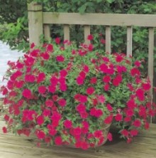 img-1: Петуния ампельная F1 Тайдал Вэйв Черри [100 драже] - ООО «Семена Тут»