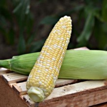 Кукуруза Камберлэнд F1 - ООО «Семена Тут»