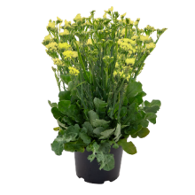 img-1: Статица Хипстер Еллоу [250 шт] - ООО «Семена Тут»