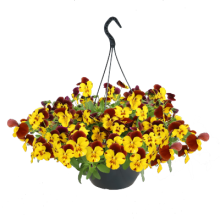 img-1: Виола ампельная Хайфлайер F1 Еллоу Ред Винг [500 шт] - ООО «Семена Тут»