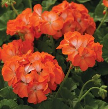 Пеларгония зональная Пинто Премиум Оранж Биколор [1000 шт] (инкруст. семена) - ООО «Семена Тут»