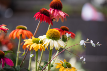 img-1: Эхинацея Поллинейшн микс [1000 шт] - ООО «Семена Тут»