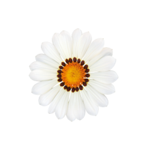 img-1: Газания Зени F1 Вайт [1000 шт] - ООО «Семена Тут»