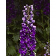 Дельфиниум высокий Дельфина Дарк блю Блэк Би [100 шт] - ООО «Семена Тут»