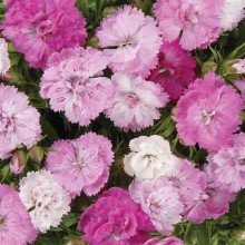 Гвоздика гибридная махровая Династия Пинк Мэджик [500 драже] - ООО «Семена Тут»