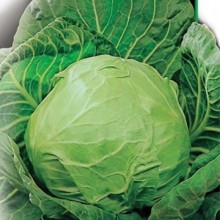 Капуста белокочанная Дитмаршер Фрюер - ООО «Семена Тут»