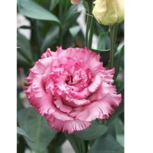 img-1: Эустома Корелли СУ 3 Дип Пинк [50 драже] - ООО «Семена Тут»