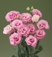 img-1: Эустома Корелли 1 Дип Пинк [100 драже] - ООО «Семена Тут»