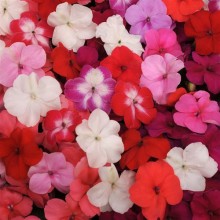 Бальзамин Супер Элфин F1 микс [1000 шт] - ООО «Семена Тут»