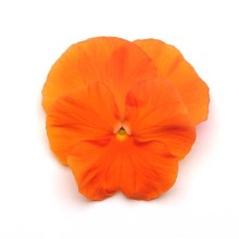 Виола крупноцветковая Спринг Матрикс Дип Оранж [1000 шт] - ООО «Семена Тут»