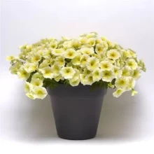 Петуния ампельная F1 Е3 Изи Вэйв Еллоу [50 драже] - ООО «Семена Тут»