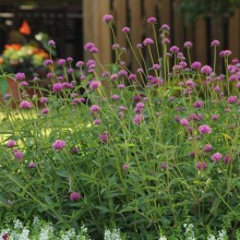 img-2: Гомфрена Фейерверк [100 шт] - ООО «Семена Тут»