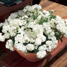 img-1: Флокс XXI век Вайт [500 шт] - ООО «Семена Тут»