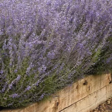 img-1: Перовския Компакт Блюсетт [100 шт] - ООО «Семена Тут»