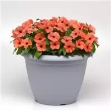 img-1: Катарантус Тату Оранж [500 шт] - ООО «Семена Тут»