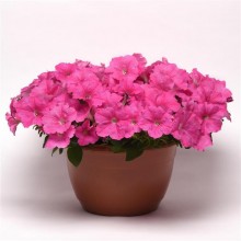 img-2: Петуния ампельная F1 Е3 Изи Вэйв Пинк [50 драже] - ООО «Семена Тут»