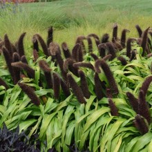 img-2: Пеннисетум Джейд Принцесс [100 шт] - ООО «Семена Тут»