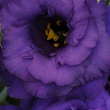 Эустома АБС 2 Блю [100 драже] - ООО «Семена Тут»