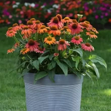 img-2: Эхинацея Артизан F1 Ред Омбрэ [100 шт] - ООО «Семена Тут»