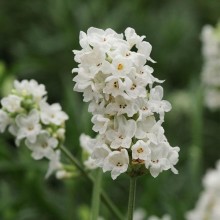 Лаванда Элеганс Сноу [250 шт] - ООО «Семена Тут»