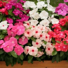 Катарантус Кобра Микс [100 шт] - ООО «Семена Тут»