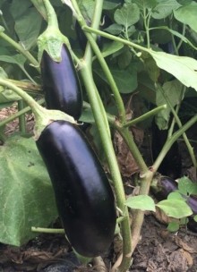 img-1: Баклажан Алексеевский - ООО «Семена Тут»