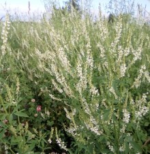 Донник белый Волжанин - ООО «Семена Тут»