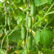 Огурец Хулиган F1 - ООО «Семена Тут»