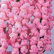 Львиный зев Мэриленд (группа 1,2) Йосемите Пинк [1000 шт] - ООО «Семена Тут»