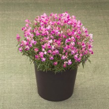 Линария Фантазиста Пинк [100 м/драже] - ООО «Семена Тут»