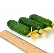 img-2: Огурец Джаз F1 - ООО «Семена Тут»