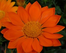 Газания Энорма Оранж [100 шт] - ООО «Семена Тут»