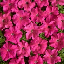 Петуния грандифлора Мистрал Розовая [1000 драже] - ООО «Семена Тут»