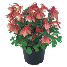 Аквилегия Камео Роуз энд Вайт [100 шт] - ООО «Семена Тут»