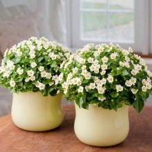 img-1: Экзакум Роял Дан Вайт [500 драже] - ООО «Семена Тут»