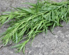 img-1: Эстрагон Нухрат - ООО «Семена Тут»