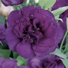 Эустома АБС 2 Пурпл [100 драже] - ООО «Семена Тут»