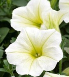 img-1: Петуния ампельная Опера Лемон [1050 драже] - ООО «Семена Тут»