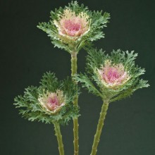 Капуста декоративная Крейн Фезер Кинг [250 шт] - ООО «Семена Тут»