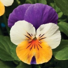 Виола рогатая Пенни F1 Пич Джамп Ап [1000 шт] - ООО «Семена Тут»