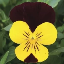 Виола рогатая Эндурио F1 Еллоу виз Ред Винг [250 шт] - ООО «Семена Тут»